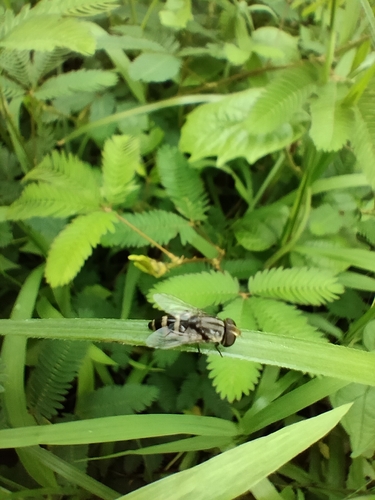 Bot Flies, Blow Flies, and Allies