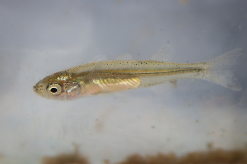 Eyre-koornaarvis (Craterocephalus eyresii) — Atherinidae — 5