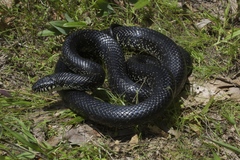 Lampropeltis nigra