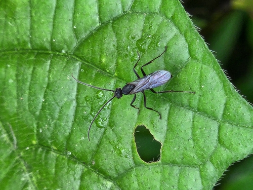 Braconid Wasps