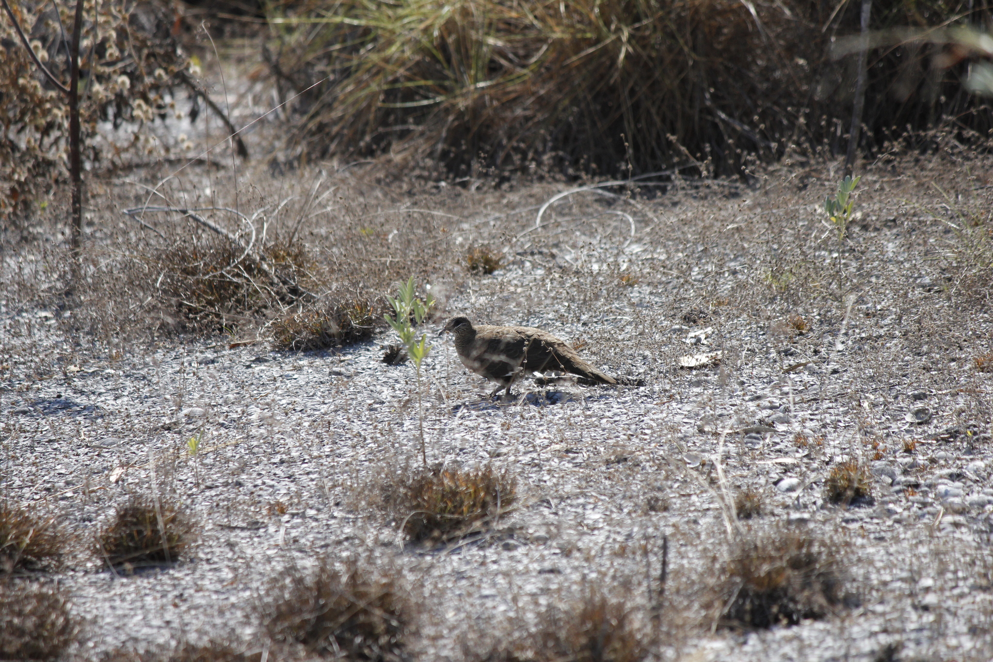 White-quilled Rock Pigeon (Petrophassa albipennis), photo 6