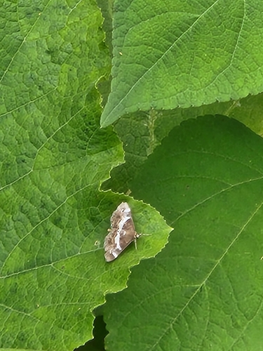 Spoladea recurvalis (Fabricius, 1775)