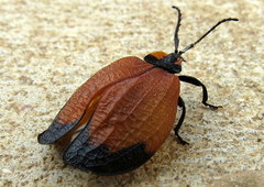 Lycus palliatus