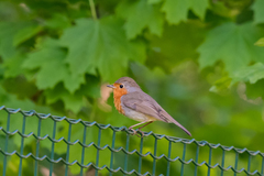 Erithacus rubecula