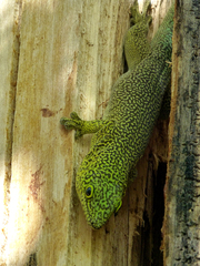 Phelsuma standingi