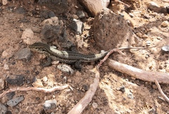 Gallotia galloti galloti