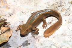 Spot-Tailed Warty Newt photo 2