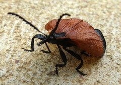 Lycus palliatus