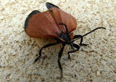 Lycus palliatus