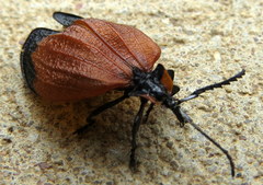 Lycus palliatus