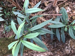 Symplocos wikstroemiifolia