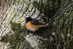 Phoenicurus phoenicurus