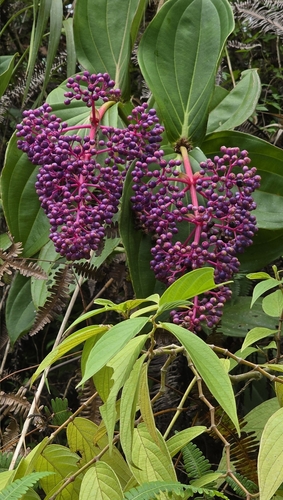 Medinilla eximia, photograph 1