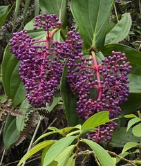 Medinilla eximia, photograph Doreen, CC BY, iNaturalist via GBIF