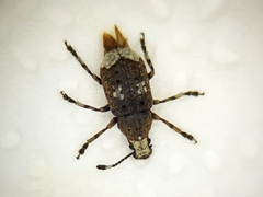 Platystomos albinus