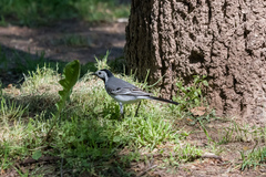 Motacilla alba