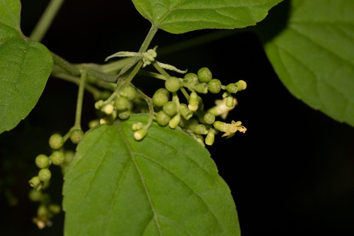 Garrettia siamensis
