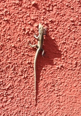 Gallotia caesaris gomerae
