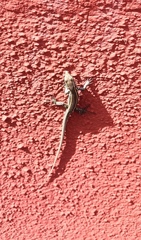 Gallotia caesaris gomerae
