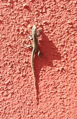 Gallotia caesaris gomerae