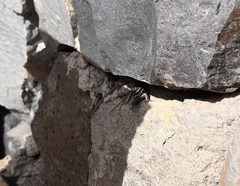 Gallotia caesaris gomerae