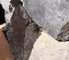 Gallotia caesaris gomerae