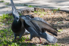Columba livia domestica