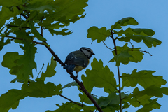 Cyanistes caeruleus