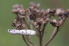 Myelois circumvoluta