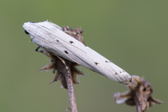 Myelois circumvoluta