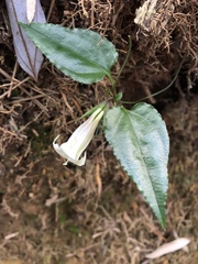 Tripterospermum taiwanense