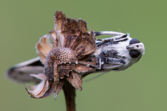 Myelois circumvoluta