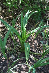 Ledebouria floribunda