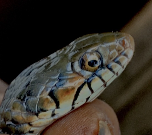 Tholloni's African Water Snake