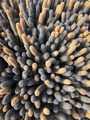 Brachycereus nesioticus