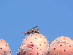 Polistes oculatus