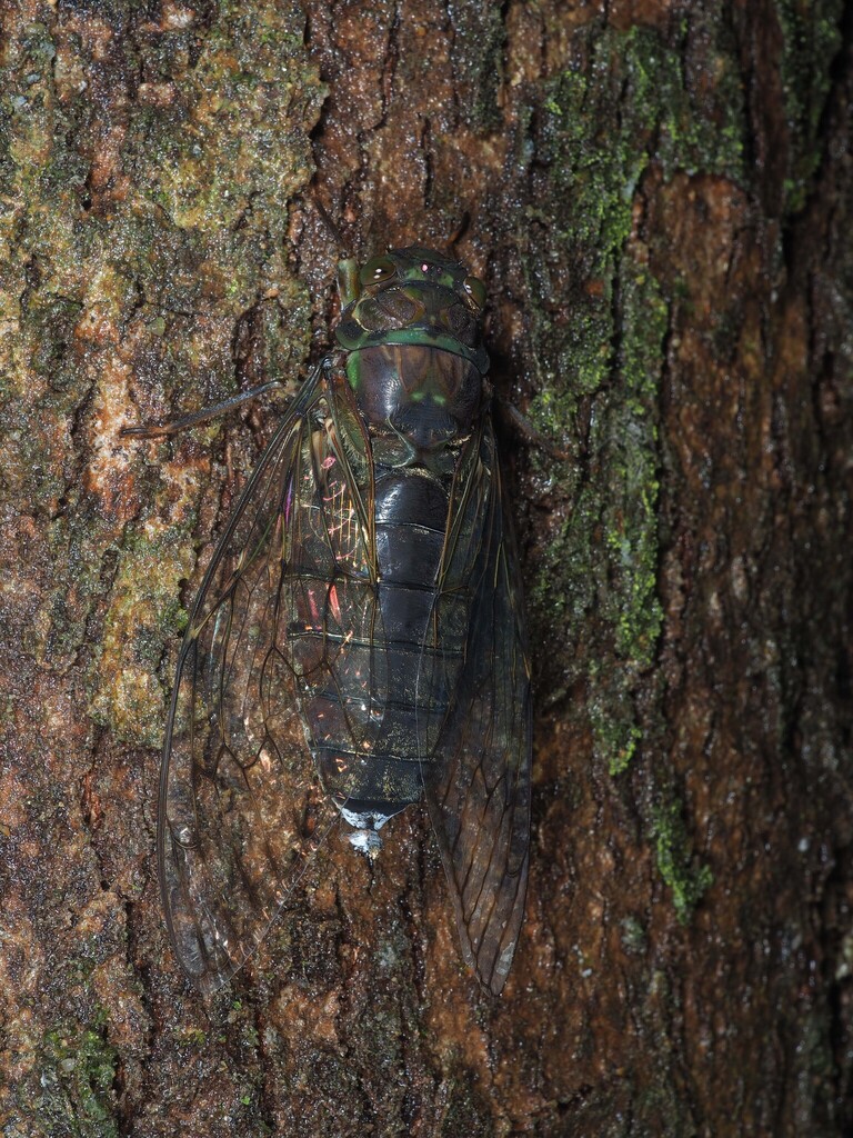 Trombonia hainanensis