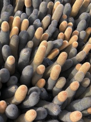 Brachycereus nesioticus