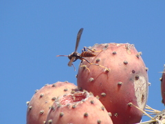 Polistes oculatus