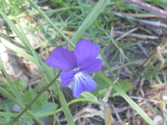 Viola etrusca