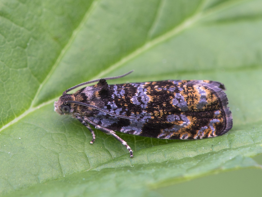 Pristerognatha fuligana