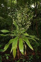 Dracaena aletriformis