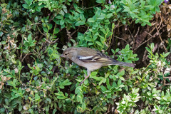 Fringilla coelebs