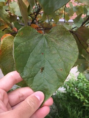Pseudocercospora