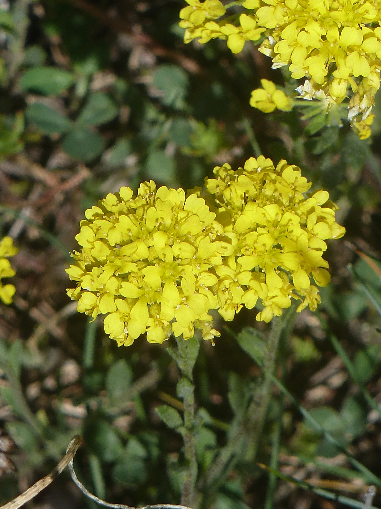 Alyssum diffusum