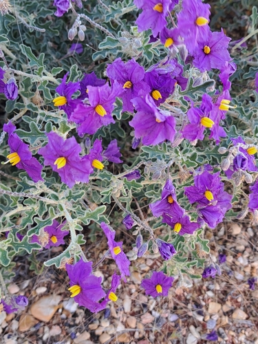 Bush Tomato