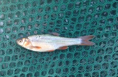 Notropis topeka
