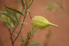 Gomphocarpus fruticosus fruticosus