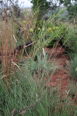 Gomphocarpus fruticosus fruticosus