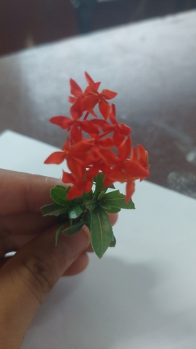 Jungle flame